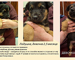 Собаки в Химках: Маленькие пушистые комочки счастья ищут свой дом! Разнополые, Бесплатно - фото 2