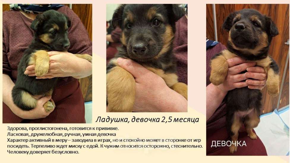 Собаки в Химках: Маленькие пушистые комочки счастья ищут свой дом! Разнополые, Бесплатно - фото 2