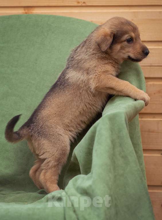 Собаки в Москве: щенок Верба ищет семью Девочка, Бесплатно - фото 6