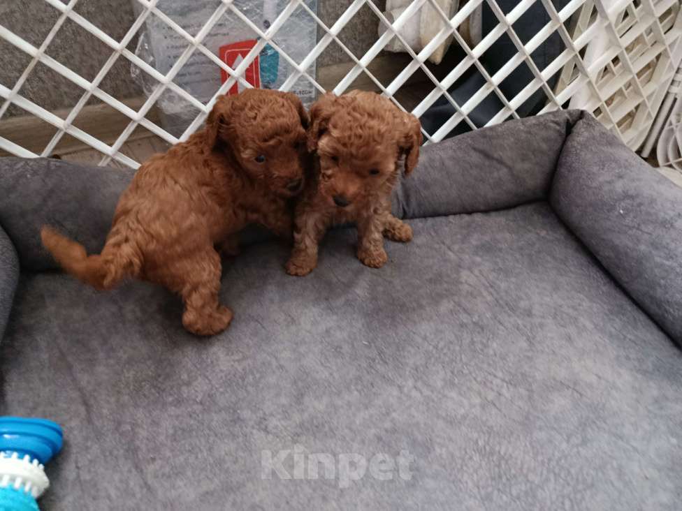 Собаки в Мытищах: Щенки миниатюрного пуделя Девочка, 100 000 руб. - фото 6