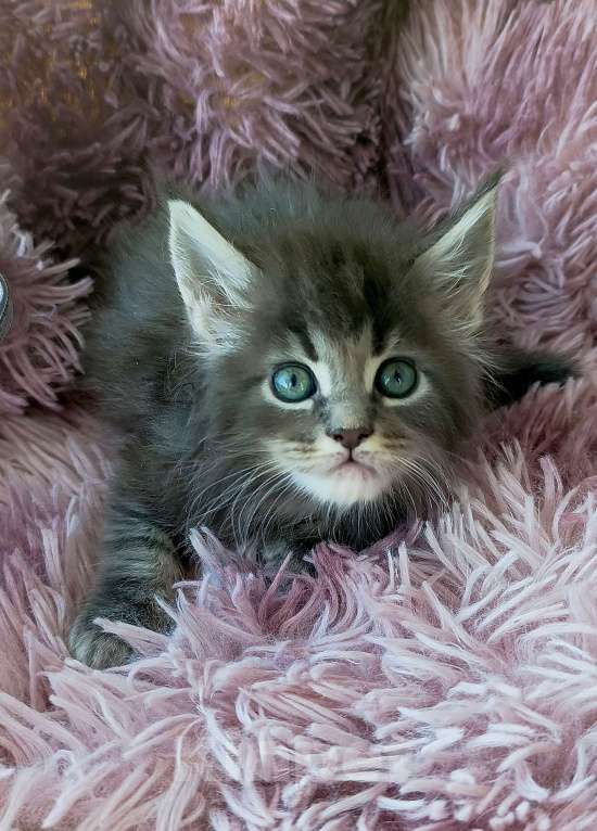 Кошки в Москве: Мейн-кун мальчик Мальчик, 45 000 руб. - фото 1