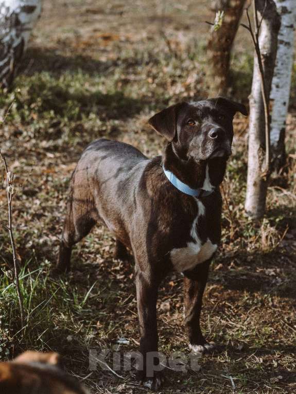 Собаки в Москве: Дэйзи Девочка, Бесплатно - фото 6