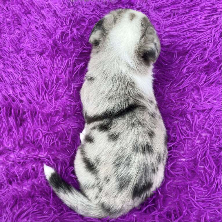 Собаки в Москве: Щенки вельш-корги кардиган Мальчик, Бесплатно - фото 3