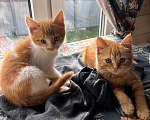 Кошки в Москве: Котята в добрые руки Девочка, Бесплатно - фото 6