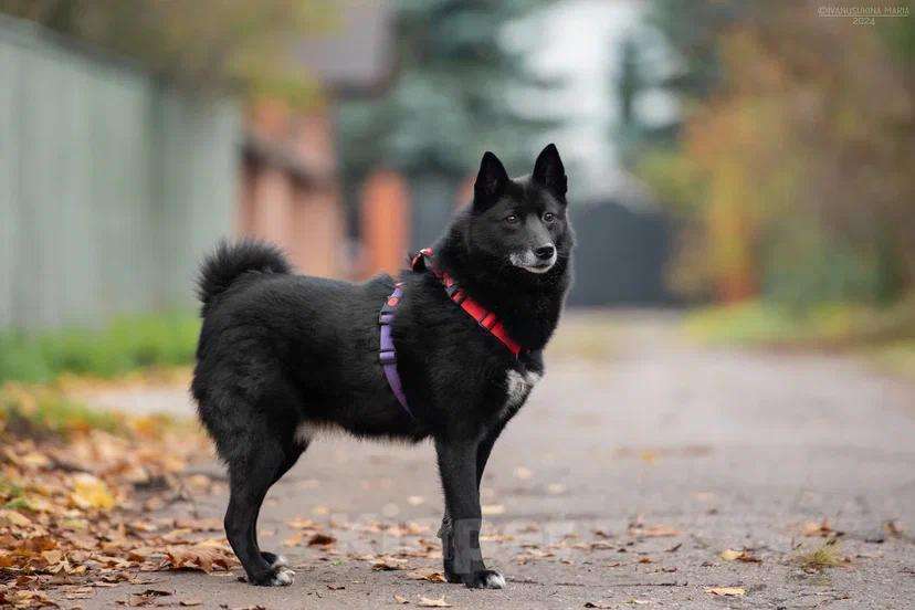 Собаки в Лобне: Тесси улыбается, а в глазах такая отчаянная надежда...Тесси очень нужен дом Девочка, Бесплатно - фото 2