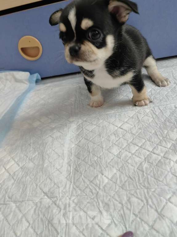 Собаки в Краснодаре: Чихуахуа Мальчик, 40 000 руб. - фото 5