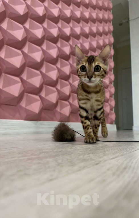 Кошки в Санкт-Петербурге: Бенгальский кот  Мальчик, 55 000 руб. - фото 7