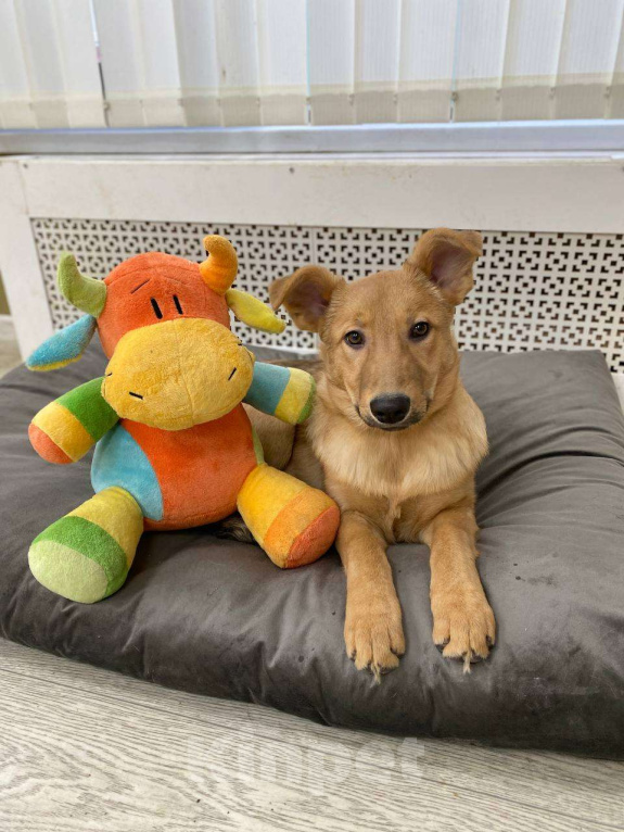 Собаки в Москве: Щенки бесплатно в Москве Девочка, Бесплатно - фото 1