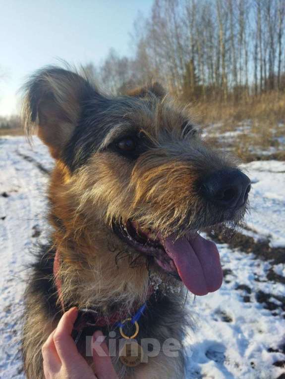 Собаки в Москве: Чупчик (Чуп, Чуппуня) — ваш будущий друг и компаньон! Мальчик, Бесплатно - фото 5