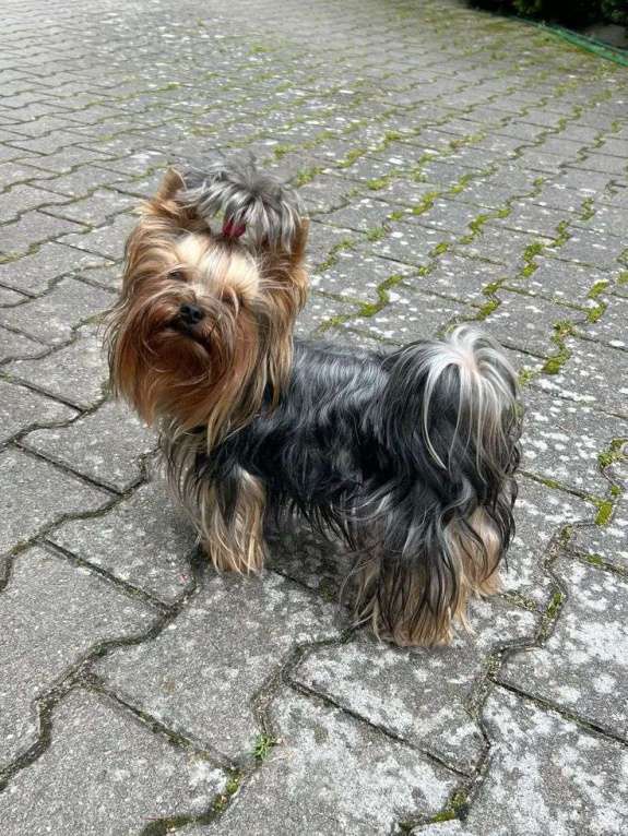 Собаки в Челябинске: Йорк отдам Мальчик, 10 000 руб. - фото 1