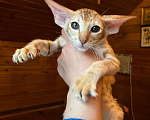 Кошки в Мытищах: Ориентальная пятнистая девочка Ульрика Девочка, 60 000 руб. - фото 1