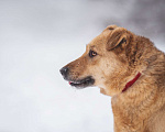Собаки в Москве: Большой, обнимательный пес-медвежонок Кýма ищет дом! Мальчик, Бесплатно - фото 6