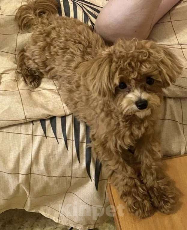 Собаки в Санкт-Петербурге: Мальтипу f1 Мальчик, 150 000 руб. - фото 3