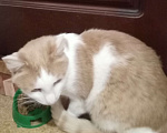 Кошки в Воронеже: Рыжий кот Мальчик, 10 руб. - фото 3