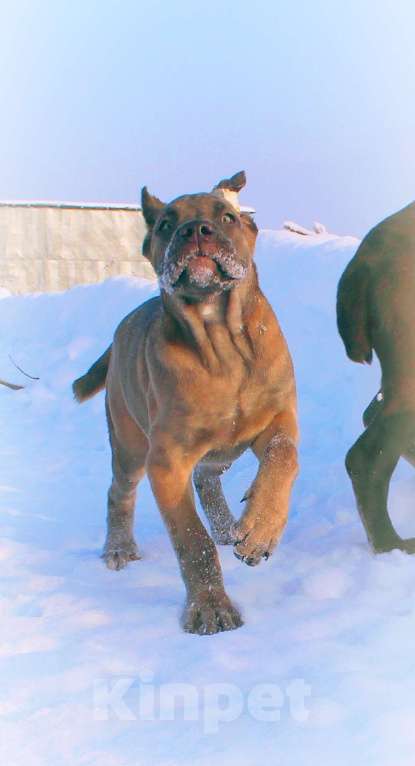 Собаки в Москве: Кане корсо девочки Девочка, 80 000 руб. - фото 3