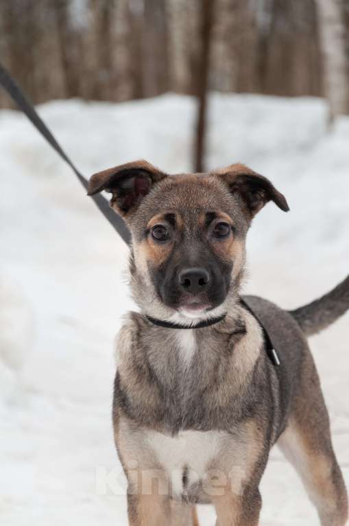 Собаки в Ногинске: Ищем дом для Ванессы — очаровательной 4х-месячной девочки, полной жизни и любви. Девочка, Бесплатно - фото 8