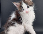 Кошки в Санкт-Петербурге: Чистокровные котята(полидакт) .  Девочка, 20 000 руб. - фото 5