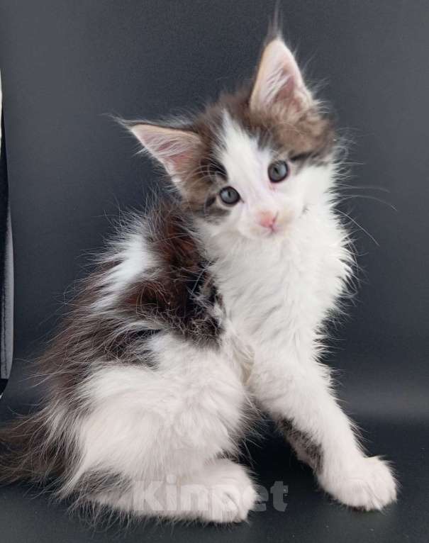 Кошки в Санкт-Петербурге: Чистокровные котята(полидакт) .  Девочка, 20 000 руб. - фото 5