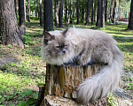 Кошки в Новосибирске: ♂️Gigantium iz Lukomoriay  Мальчик, 40 000 руб. - фото 5