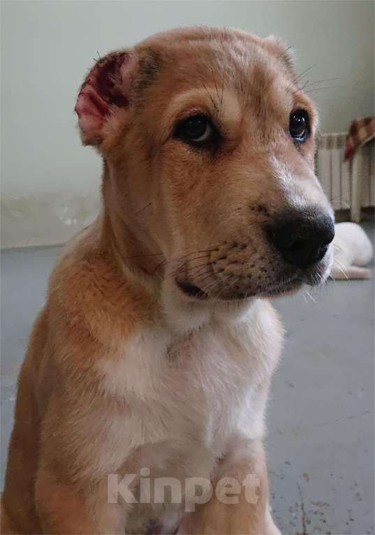 Собаки в других городах Пензенской области: Среднеазиатская овчарка, щенок Мальчик, 20 000 руб. - фото 5