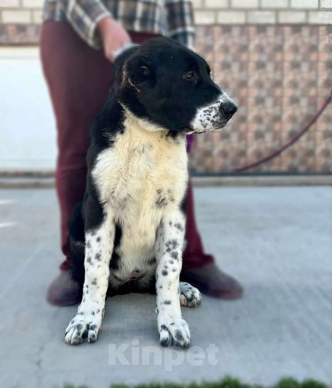 Собаки в Москве: Девочка среднеазиатской овчарки Девочка, 60 000 руб. - фото 2