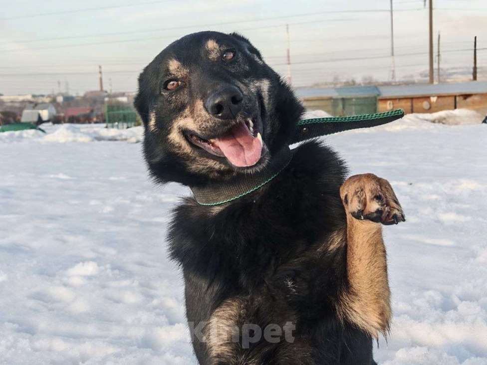 Собаки в Воскресенске: Веселый волчара Мальчик, Бесплатно - фото 4