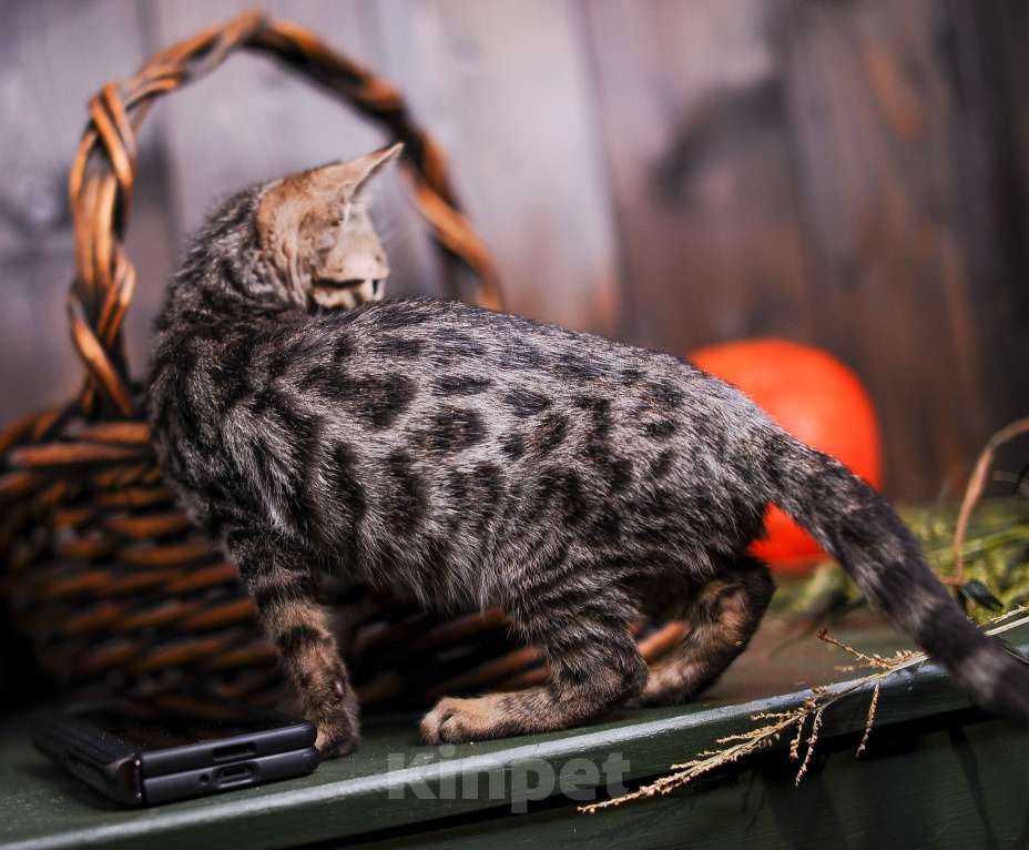 Кошки в Москве: Бенгальский котенок золото Мальчик, Бесплатно - фото 9
