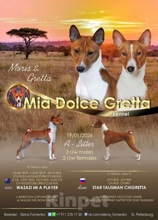 Собаки в Санкт-Петербурге: Щенки басенджи Мальчик, Бесплатно - фото 9