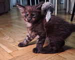Кошки в Москве: Котенок мейн-кун Девочка, Бесплатно - фото 5