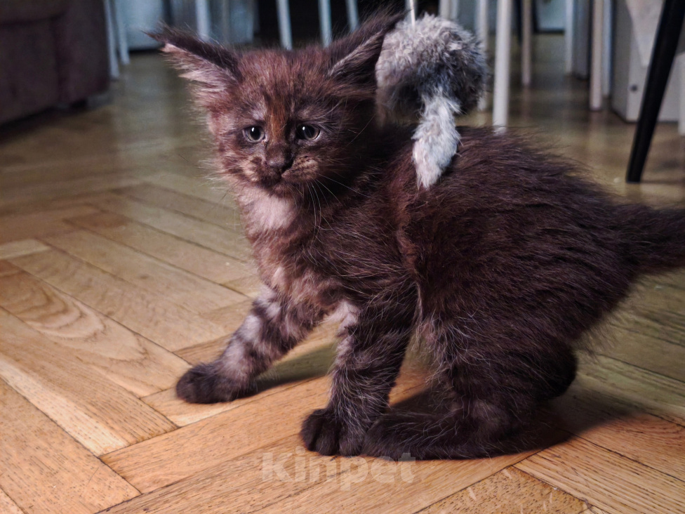 Кошки в Москве: Котенок мейн-кун Девочка, Бесплатно - фото 5