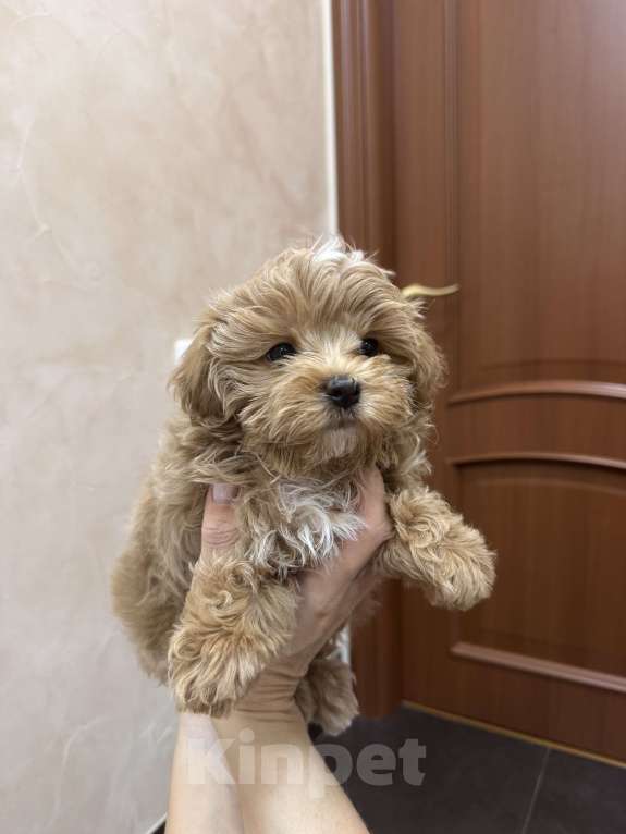 Собаки в Волгограде: Прекрасный мальчишка мальтипу Мальчик, 150 000 руб. - фото 2