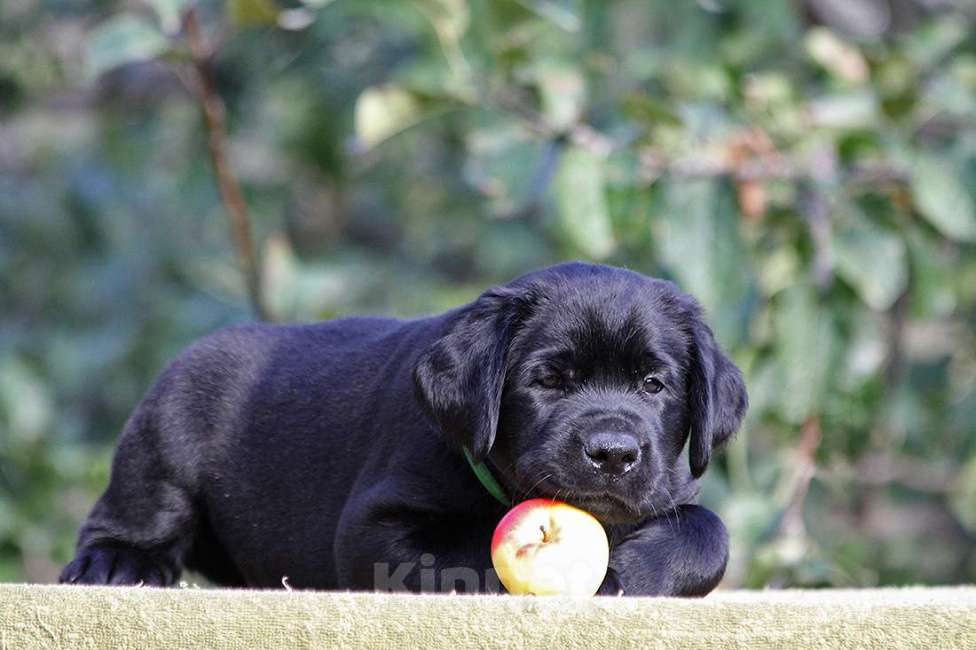 Собаки в Новороссийске: Лучший друг для активной семьи  Мальчик, Бесплатно - фото 1