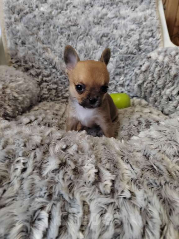 Собаки в Зеленограде: Чихуахуа мини девочка Девочка, 40 000 руб. - фото 2