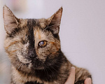 Кошки в Москве: Котенок в добрые руки Девочка, Бесплатно - фото 2
