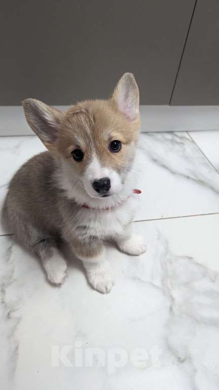 Собаки в Волгограде: Девочка  Девочка, 50 000 руб. - фото 3