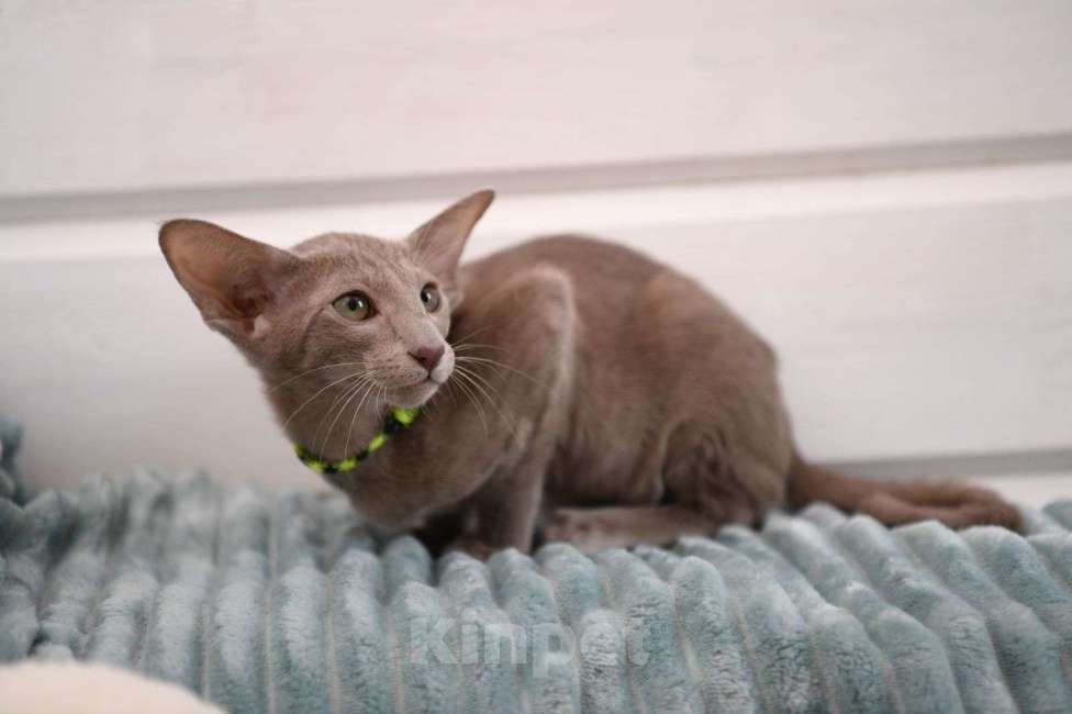 Кошки в Санкт-Петербурге: Ориентальные котята с документами  Девочка, 70 000 руб. - фото 2