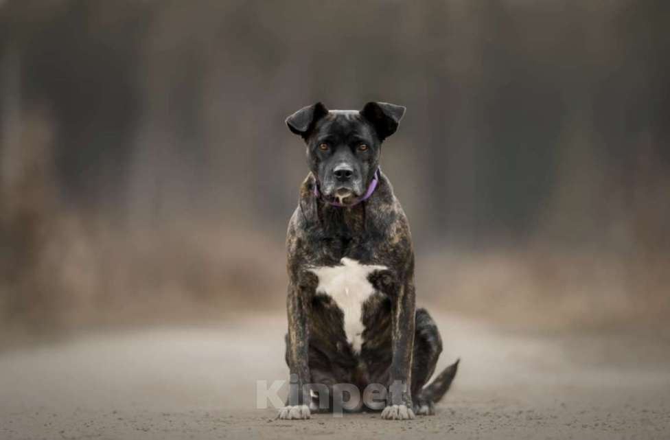 Собаки в Москве: Грозная снаружи но добрая внутри Кора Девочка, Бесплатно - фото 2
