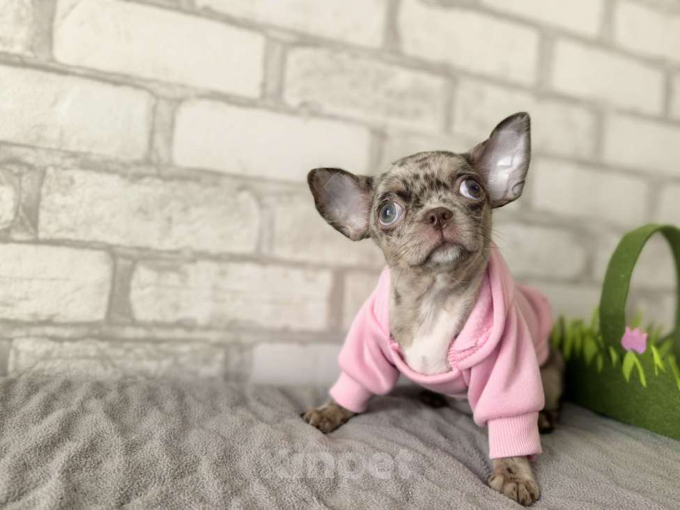 Собаки в Москве: Чевочка чихуахуа шоколадная мерле Девочка, 50 000 руб. - фото 4