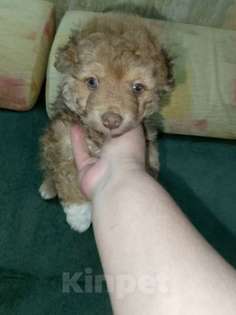 Собаки в Екатеринбурге: Красавчик  Мальчик, 20 000 руб. - фото 3