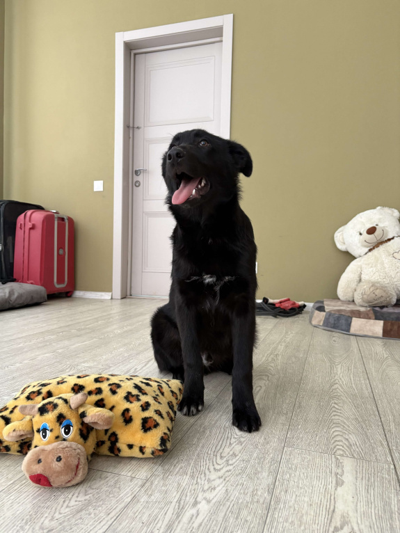 Собаки в Москве: Обаятельный Джерик ищет дом!  Мальчик, Бесплатно - фото 6