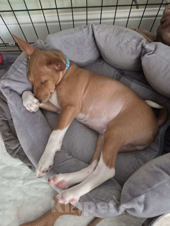 Собаки в Краснодаре: Вольт ждёт новую семью Мальчик, Бесплатно - фото 4