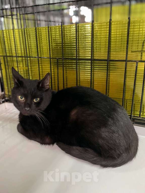 Кошки в Балашихе: Нолик, котик- помощник Мальчик, 1 руб. - фото 1