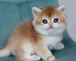 Кошки в Владивостоке: Очаровательный британский котик Девочка, 120 000 руб. - фото 1