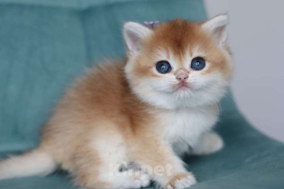 Кошки в Владивостоке: Очаровательный британский котик Девочка, 120 000 руб. - фото 1