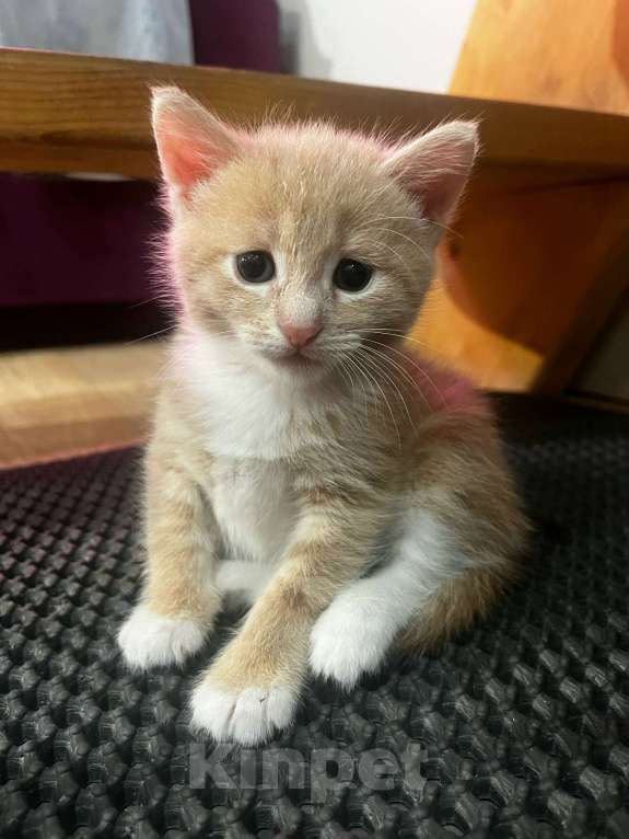 Кошки в Москве: Котенок даром Девочка, Бесплатно - фото 2