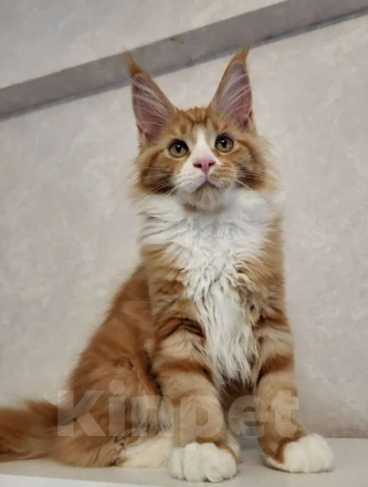 Кошки в Омске: Продаётся котенок мейн- кун Девочка, 60 000 руб. - фото 1