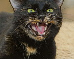 Кошки в Санкт-Петербурге: Красавица Саванна ищет хозяина Девочка, Бесплатно - фото 2