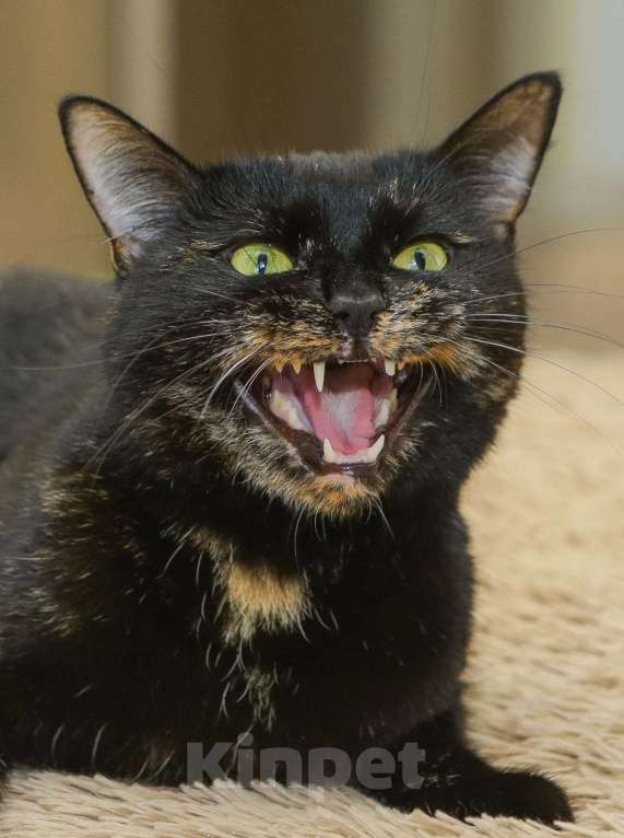 Кошки в Санкт-Петербурге: Красавица Саванна ищет хозяина Девочка, Бесплатно - фото 2