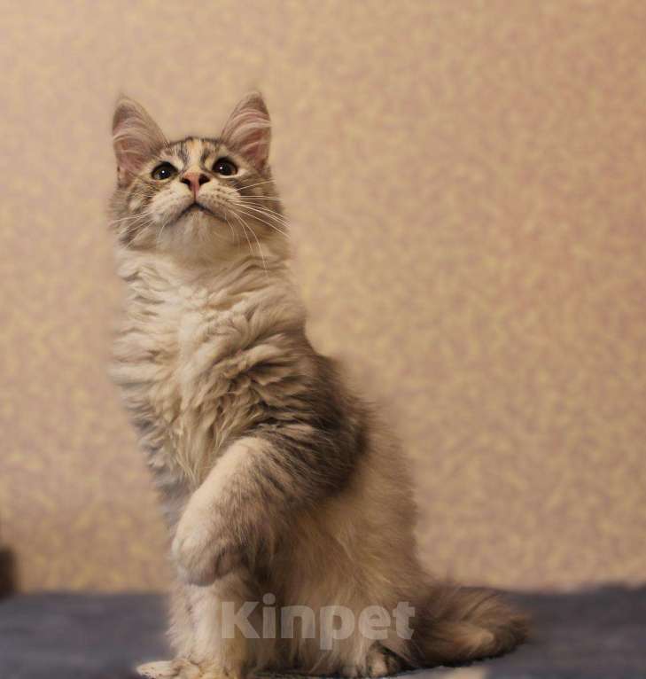 Кошки в Раменском: Муйн кун котятки Девочка, 40 000 руб. - фото 6