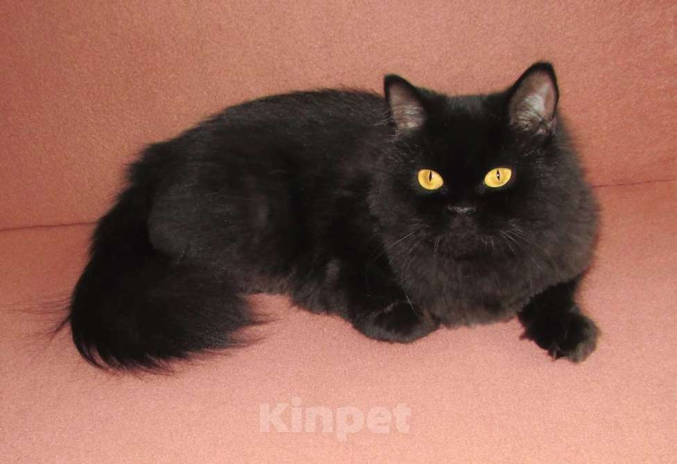 Кошки в Санкт-Петербурге: Шотландская кошечка по цене кастрации Девочка, 10 000 руб. - фото 6